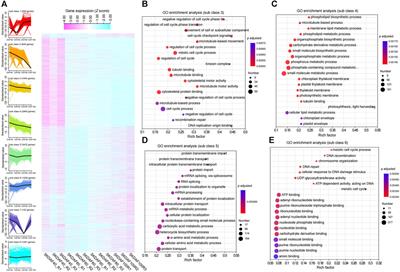 Agronomic, physiological and transcriptional characteristics provide insights into fatty acid biosynthesis in yellowhorn (Xanthoceras sorbifolium Bunge) during fruit ripening